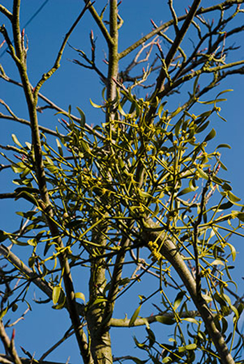 Mistletoe - Viscum album. Image: Linda Pitkin