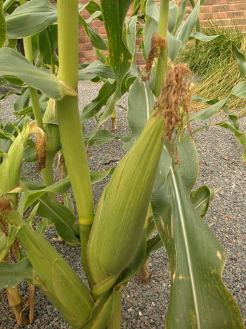 Maize - Zea mays.  Image: Brian Pitkin