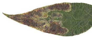 Mine of Agromyza abiens on Symphytum officinale. Image: Willem Ellis (Source: Nederlandse bladmineerders) 