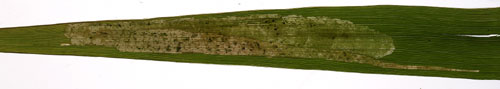 Mine of Agromyza albipennis on Phalaris arundinacea. Image: Willem Ellis (Source: Nederlandse bladmineerders)