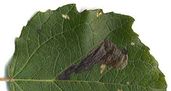 Mine of Agromyza albitarsis on Populus alba. Image: Willem Ellis (Source: Nederlandse bladmineerders) 