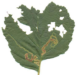 Mine of Agromyza alnivora on Alnus glutinosa. Image: Willem Ellis (Source: Nederlandse bladmineerders) 