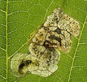 Mine of Agromyza anthracina on Urtica dioica. Image: Willem Ellis (Source: Nederlandse bladmineerders)