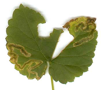 Mine of Agromyza flaviceps on Humulus lupulu. Image: Willem Ellis (Source: Nederlandse bladmineerders)