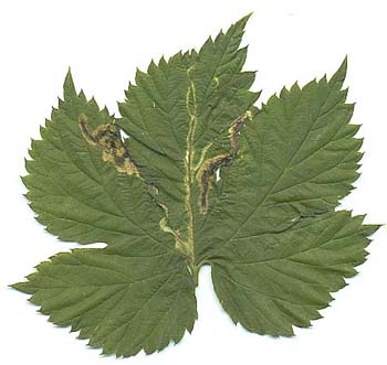 Mine of Agromyza igniceps on Humulus lupulus. Image: Willem Ellis (Source: Nederlandse bladmineerders)