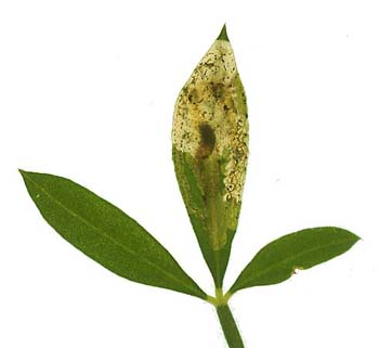 Mine of Agromyza johannae on Cytisus scoparius. Image: Willem Ellis (Source: Nederlandse bladmineerders)