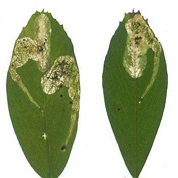 Mines of Agromyza nana on Onobrychus viciifolia. Images: Willem Ellis (Source: Nederlandse bladmineerders) 