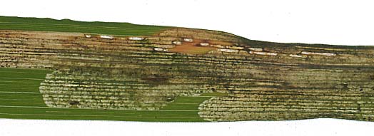 Mine of Agromyza nigrociliata on Arrhenatherum elatius. Image: Willem Ellis (Source: Nederlandse bladmineerders)