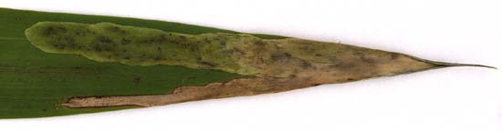 Mine of Agromyza phragmitidis on Phragmites australis. Image: Willem Ellis (Source: Nederlandse bladmineerders)