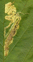 Mine of Agromyza idaeina on Rubus fruticosus. Image:  Willem Ellis