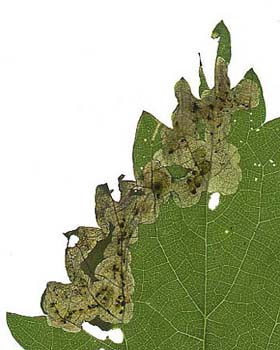 Mine of Agromyza pseudoreptans on Urtica dioicae. Image: Willem Ellis (Source: Nederlandse bladmineerders)