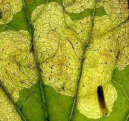Mine of Acidia cognata on Tussilago farfara. Image: Willem Ellis (Source: Nederlandse bladmineerders)