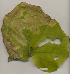 Mine of Acidia cognata on Tussilago farfara. Image: Willem Ellis (Source: Nederlandse bladmineerders)