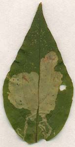 Mine of Amauromyza flavifrons on Silene dioica (reflected light). Image: Willem Ellis (Source: Nederlandse bladmineerders) 