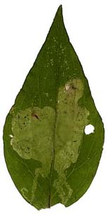 Mine of Amauromyza flavifrons on Silene dioica (transmitted light). Image: Willem Ellis (Source: Nederlandse bladmineerders) 