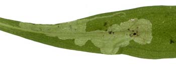 Mine of Amauromyza gyrans on Campanula rapunculus. Image: Willem Ellis (Source: Nederlandse bladmineerders)