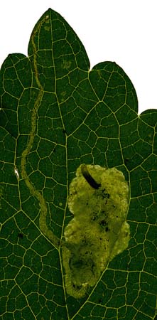 Mine of Amauromyza labiatarum. Image: Willem Ellis (Source: Nederlandse bladmineerders) 