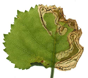 Mines of Anoplus plantaris on Betula pubescens  Image: Willem Ellis (Nederlandse bladmineerders)