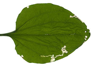 Mine of Apteropeda orbiculata on Plantago major Image: WIllem Ellis (Nederlandse bladmineerders)