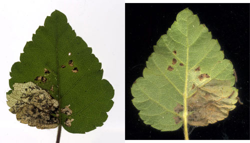 Mine of Atemelia torquatella on Betula pubescens Images: Willem Ellis (Nederlandse bladmineerders)