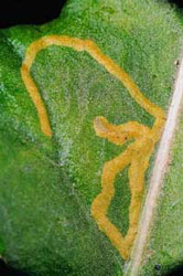 Mine of Aulagromyza fulvicornis on Salix (reflected light). Image: Willem Ellis (Source: Nederlandse bladmineerders)