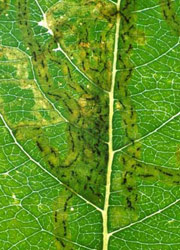 Mine of Aulagromyza fulvicornis on Salix (transmitted light). Image: Dr. Gy&ouml;rgy Cs&oacute;ka, Hungary (Source: Nederlandse bladmineerders)