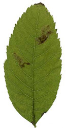 Mine of Aulagromyza heringi on Fraxinus excelsior. Image: Willem Ellis (Source: Nederlandse bladmineerders)