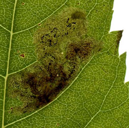 Mine of Aulagromyza heringi on Fraxinus excelsior. Image: Willem Ellis (Source: Nederlandse bladmineerders)