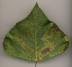 Mine of Aulagromyza populi on Populus nigra (upperside). Images: Willem Ellis (Source: Nederlandse bladmineerders)