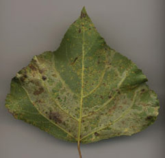 Mine of Aulagromyza populi on Populus nigra (underside). Images: Willem Ellis (Source: Nederlandse bladmineerders)