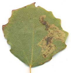Mine of Aulagromyza tremulae on Populus tremulae. Image: Willem Ellis (Source: Nederlandse bladmineerders)