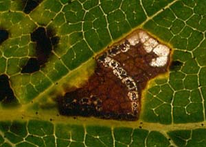 Mine of Bucculatrix demaryella on Betula pubscens Image: Willem Ellis (Nederlandse bladmineerders)