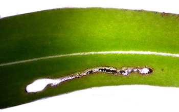 Mine of Bucculatrix maritima on Aster tripoloium Image: Rob Edmunds (British leafminers)