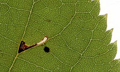 Mine of Bucculatrix thoracella on Tilia cordata Image: Willem Ellis (Nederlandse bladmineerders)