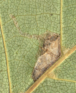 Mine of Caloptilia betulicola on Betula pubescens Image: Willem Ellis (Nederlandse bladmineerders)