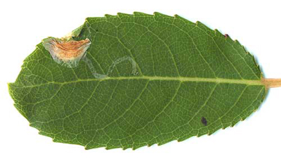 Mine of Caloptilia stigmatella on Salix fragilis Image: Willem Ellis (Nederlandse bladmineerders)