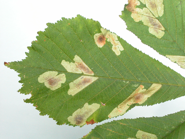Mines of Cameraria ohridella on Aesculus hippocastanum. Image: Brian Pitkin 