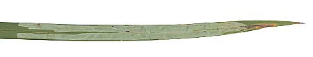 Mine of Cerodontha caricicola on Carex sylvatica. Image: Willem Ellis (Source: Nederlandse bladmineerders