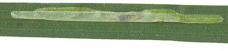 Mine of Cerodontha eucaricis on Carex hirta. Image: Willem Ellis (Source: Nederlandse bladmineerders)