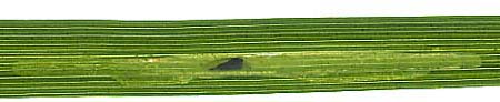 Mine of Cerodontha eucaricis on Carex hirta. Image: Willem Ellis (Source: Nederlandse bladmineerders)