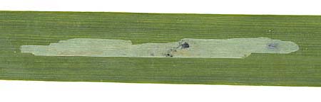 Mine of Cerodontha iraeos on Iris pseudocorus - transmitted light. Image: Willem Ellis (Source: Nederlandse bladmineerders)