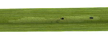 Mine of Cerodontha iraeos on Iris pseudocorus - reflected light). Image: Willem Ellis (Source: Nederlandse bladmineerders)