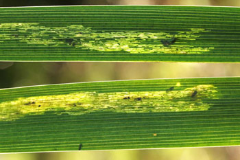 Mines of Cerodontha iridis on Iris foetidissima Image: Gabrijel Seljak, Sloveni&euml; (Source: Nederlandse bladmineerders)