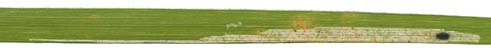 Mine of Cerodontha lateralis on Poa pratensis. Image: Willem Ellis (Source: Nederlandse bladmineerders)