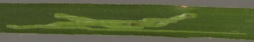 Mine of Cerodontha luzulae on Luzula sylvatica. Image: Willem Ellis (Source: Nederlandse bladmineerders)