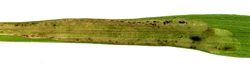 Mine of Cerodontha phragmitidis: Image: Willem Ellis (Source: Nederlandse bladmineerders) 