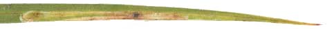 Mine of Cerodontha suturalis on Carex arenaria. Image: Willem Ellis (Source: Nederlandse bladmineerders)