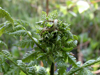 Tip of frond mined by Chirosia betuleti on Dryopteris filix-mas. Image: Willem Ellis (Source: Nederlandse bladmineerders)