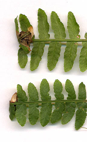 Mines of Chirosia grossicauda on Pteridium aqulinum. Image: Willem Ellis (Source: Nederlandse bladmineerders)