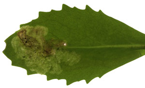 Mine of Cheilosia semifasciata on Sedum telephium. Image: Willem Ellis (Source: Nederlandse bladmineerders)